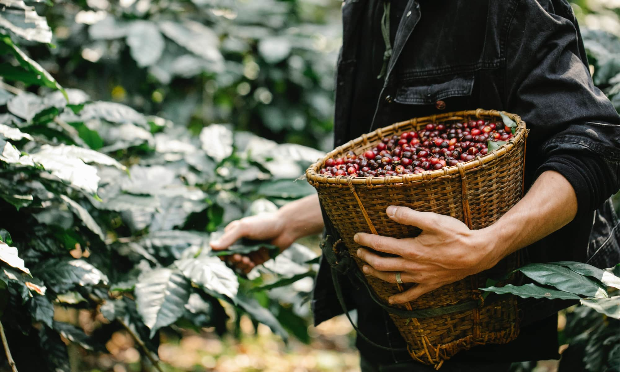 Coffee Beans Sustainable Coffee Farming